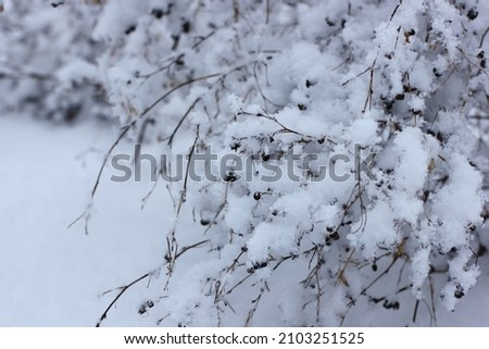 winter background with snow-covered plants