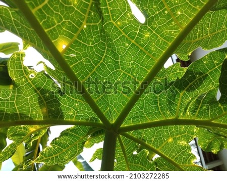 papaya leaf texture when viewed from below. take pictures up close.