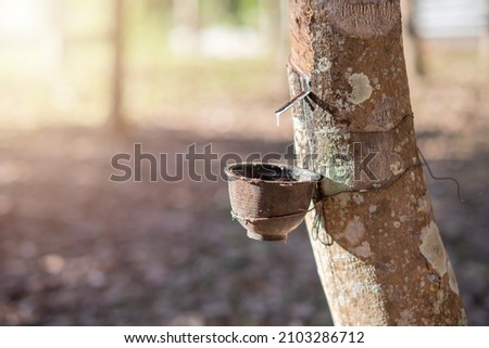 Tapping a latex rubber tree in northern Thailand