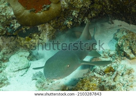 A nurse shark that was hiding under a ledge in the reef became startled by the photographer and is captured in this image making its getaway to the safety of open water