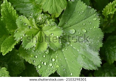 Raindrops on light green leaves