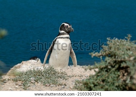 Patagonian penguins are classified as Near Threatened on the IUCN Red List