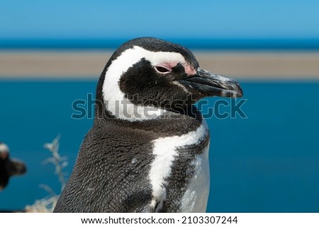 Patagonian penguins are classified as Near Threatened on the IUCN Red List