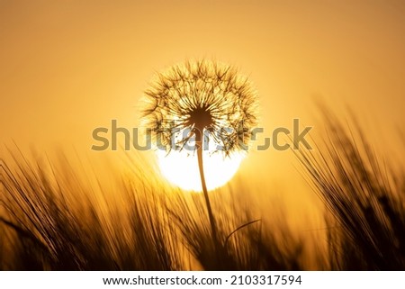 dandelion on the background of the setting sun. Nature and floral botany Royalty-Free Stock Photo #2103317594