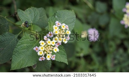 Closeup view of White colour Lantana camara flower