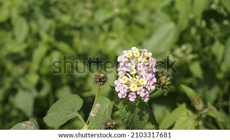 Closeup view of White colour Lantana camara flower