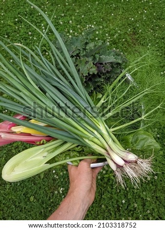 harvest basket in summer with spring onions, fennel, green kale, chard, small permaculture vegetable garden, self-sufficient garden