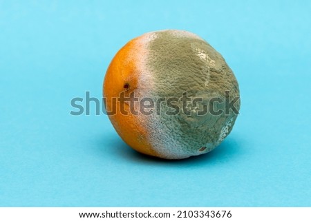 Moldy orange on a blue background, green mold texture, selective focus. Not fresh and rotten fruits 2. Royalty-Free Stock Photo #2103343676