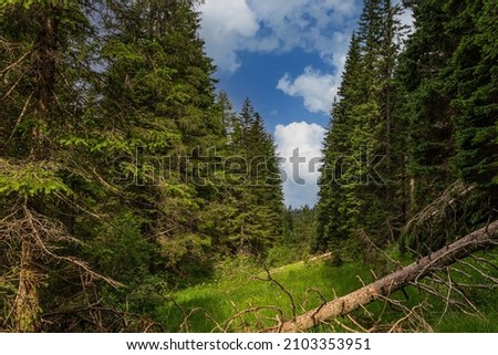 photos of the typical alpine woods, with fir and maple trees