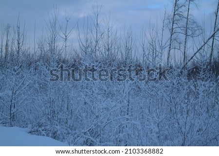 Picturesque view of snow-capped spruces on a frosty day. Location place of Latvia, Europe. Photo wallpapers. Fabulous nature image. Happy New Year! Discover the beauty of earth. Snow, sky and winter.