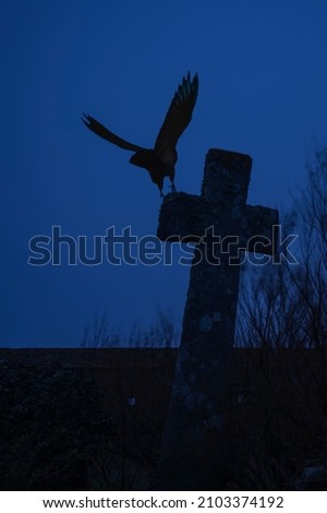 Crow flying to the cross of the cemetery after the sunset at the blue hour