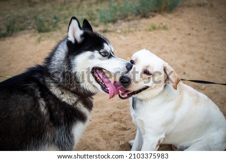 A friendly walk of a dark Husky and a white Labrador. Summer walk in nature, on a sunny day.