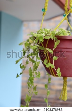 Closeup of vibrant turtle vines shot with blur background. Fast growing turtle vine plant on hanging pot