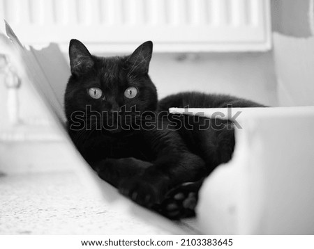 Black cat lies in a paper box.