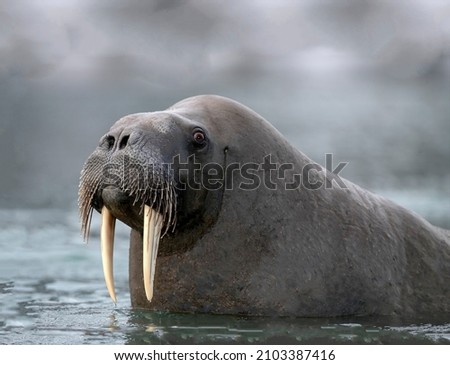 Big wet walrus lat. Odobenus rosmarus is a pinniped animal on the surface of the water with whiskers and white fangs close-up