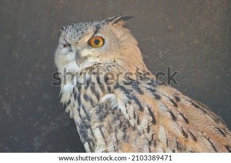 Portrait of an eurasian eagle-owl