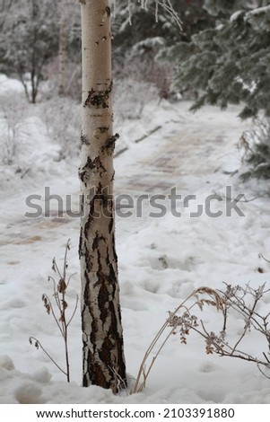 Photo of bark on a tree trunk in winter forest