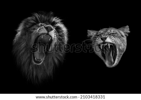 Lion and lioness roar at each other. Portrait of angry lions. Royalty-Free Stock Photo #2103418331
