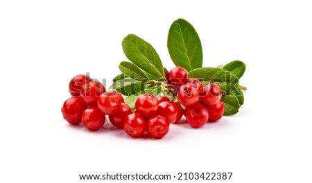 Fresh lingonberry with leaves, isolated on white background Royalty-Free Stock Photo #2103422387