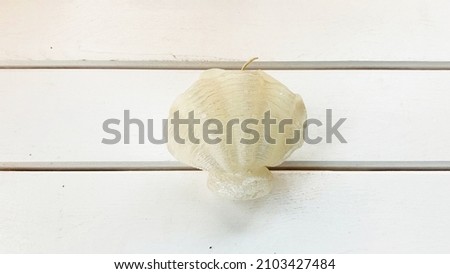 Isolated sea shells, dessert rose, sea coral on white wooden background.