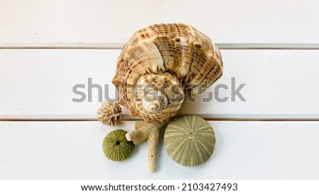Isolated sea shells, dessert rose, sea coral on white wooden background.