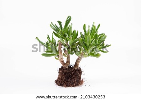 Jade plant 'Gollum' (Crassula ovata) houseplant out of a pot on white background