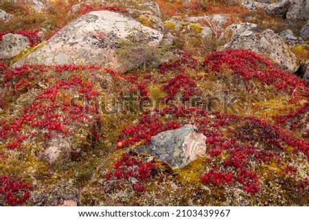 A carpet of vibrant red Alpine bearberry, Arctous alpina during autumn foliage in Finnish Lapland, Northern Europe. Royalty-Free Stock Photo #2103439967