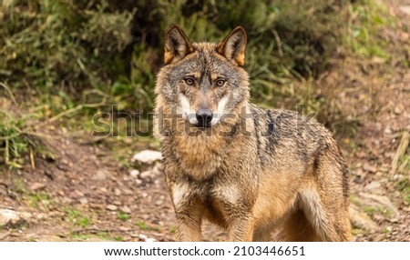 Close-up photo of an Iberian Wolf during the beginning of the winter season where their fur is shed.