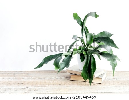 Platycerium pot at home. A hobby for nature lovers Royalty-Free Stock Photo #2103449459