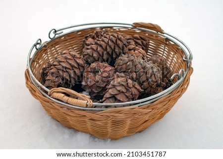 Photo of cedar cones in a woven rattan basket. The fruits of a coniferous tree on a snowy background. Life outside the city in the countryside in winter. The smell of resin and cedar oil.