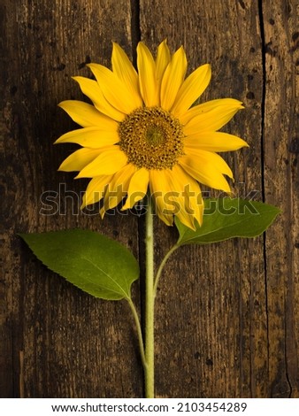 Closeup of a single sunflower on a vintage weathered wooden backdrop
