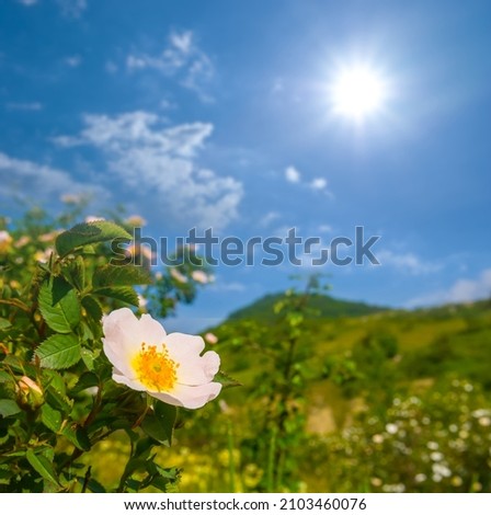 closeup briar bush with flowers on sunny sky background Royalty-Free Stock Photo #2103460076
