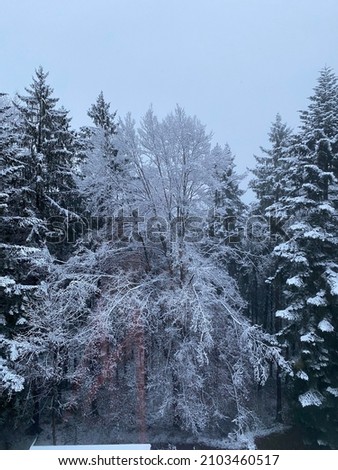 gorgeous snow-covered branches in the forest