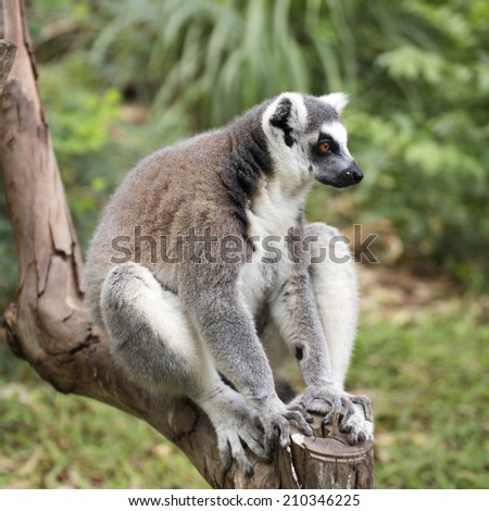 Ring-tailed lemur sitting on the tree 