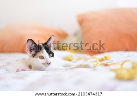 Young tricolor white female kitten on bed with wool toy, selective approach