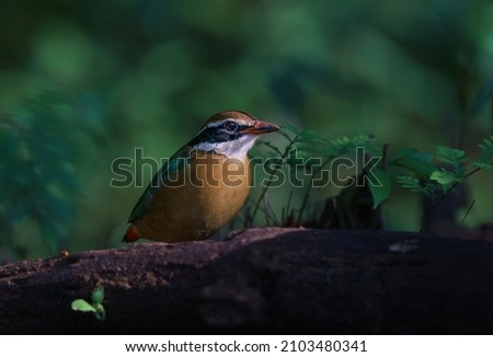 The Indian pitta (Pitta brachyura) is a passerine bird native to the Indian subcontinent. It inhabits scrub jungle, deciduous and dense evergreen forest