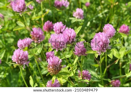 Clover (Trifolium pratense) grows in the meadow among wild grasses  Royalty-Free Stock Photo #2103489479