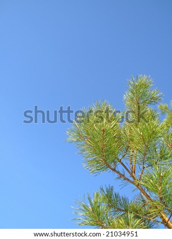 Scotch pine