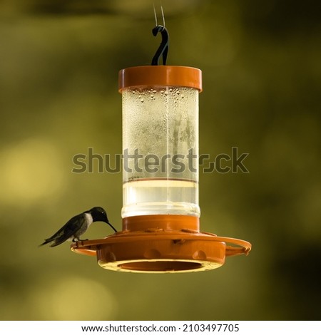 A hummingbird feeding from his feeder.