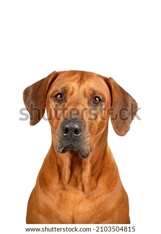 Rhodesian ridgeback dog portrait isolated on white background  Royalty-Free Stock Photo #2103504815