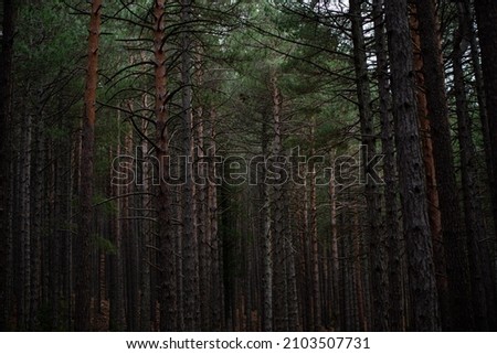 Rural road through a forest full of Mediterranean pines.