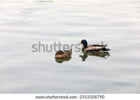 Wild ducks live in ponds in Beijing