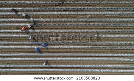 Farmers are planting sweet potato seedlings in the fields, North China