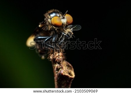 A close up shot of a unique robberfly with prey in mouth.