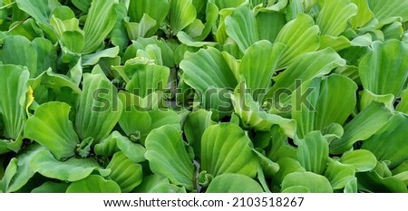 Background beautiful hyacinth leaves in lake. The water hyacinth is a free floating perennial herb of fresh water ecosystems.