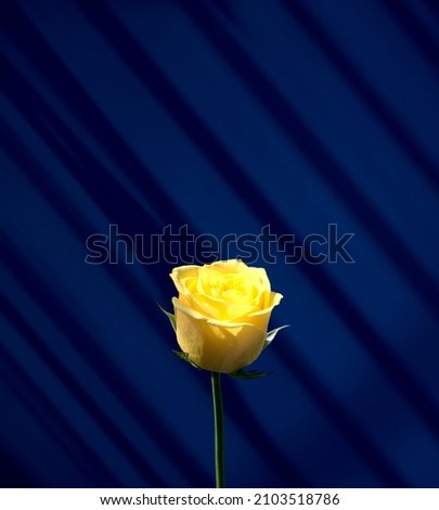 Yellow rose flower with natural light against drop window shadow on dark blue wall abstract texture background with free space. Minimal, fine art, contemporary style with organic photography.