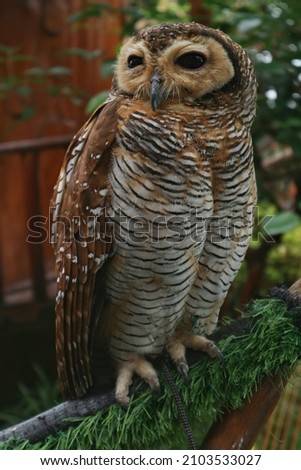 picture of owl perching on branch.