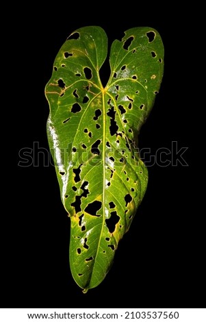 Green leaf with holes and texture