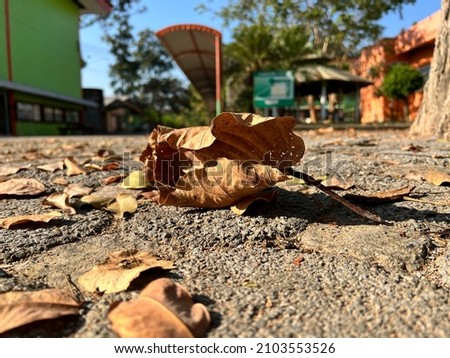 withered leaves on the ground