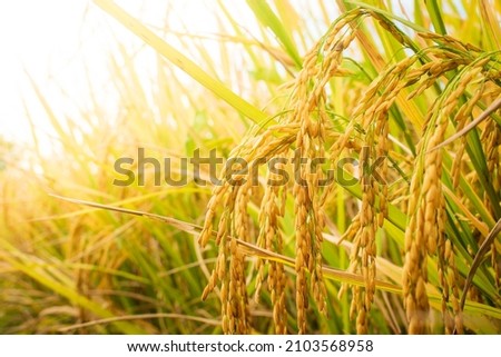 Ear of rice. Close-up to rice seeds in ear of paddy. Beautiful golden rice field and ear of rice. Royalty-Free Stock Photo #2103568958